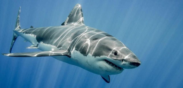 Які види акул водяться в Чорному морі?